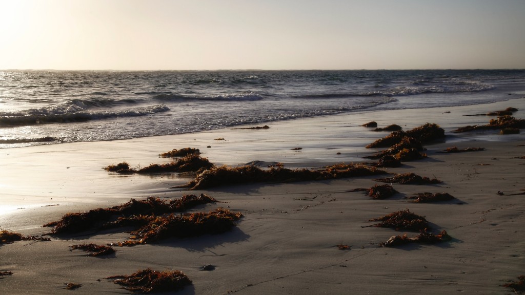 Dlaczego koniki morskie owijają ogony wokół wodorostów