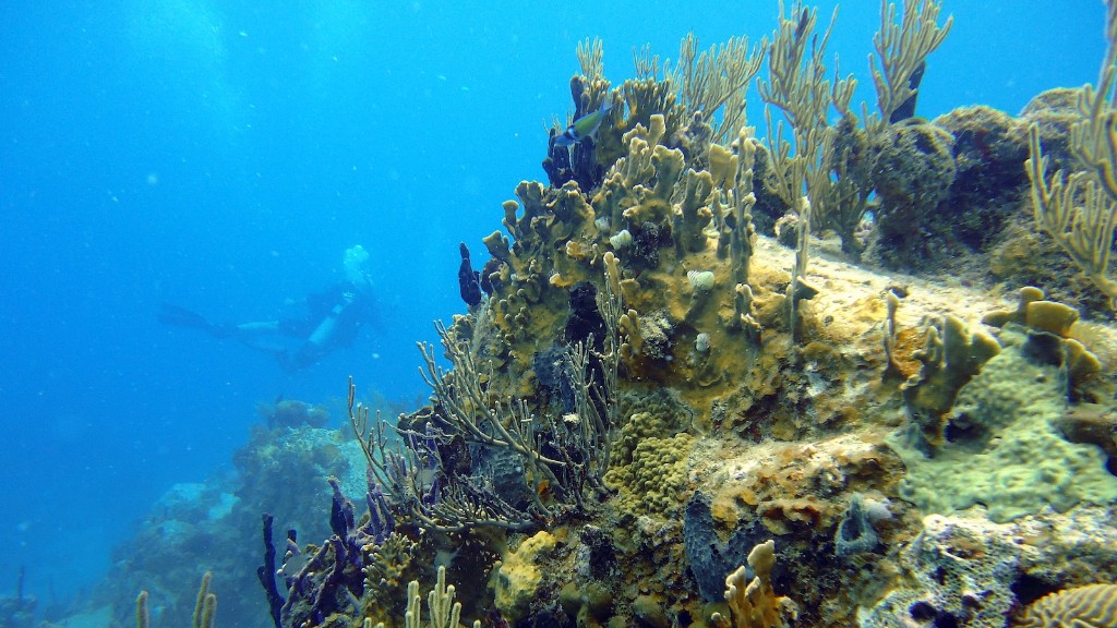 Debata pomiędzy gąbką morską a koralowcem jest odwieczna. Od czasów starożytnych ludzie byli zafascynowani niesamowitą złożonością głębokich oceanów i pragnęli zrozumieć niesamowite piękno i złożoność żyjących w nich gąbek i koralowców. Chociaż gąbki i koralowce mogą wyglądać zupełnie inaczej, w obu przypadkach występuje podobny poziom różnorodności biologicznej i adaptacji biologicznych, co utrudnia odróżnienie jednego od drugiego.