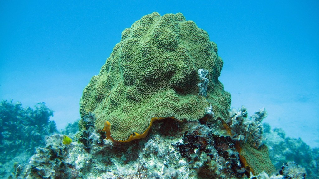 Jadeitowa perła z gąbki morskiej